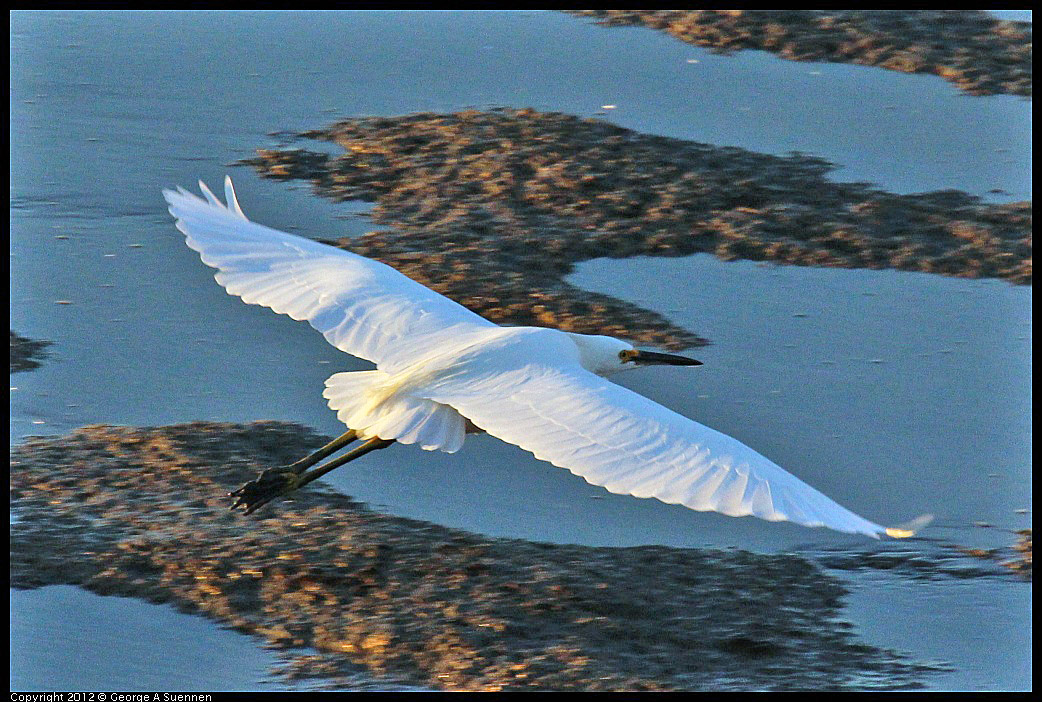 1110-163840-02.jpg - Snowy Egret