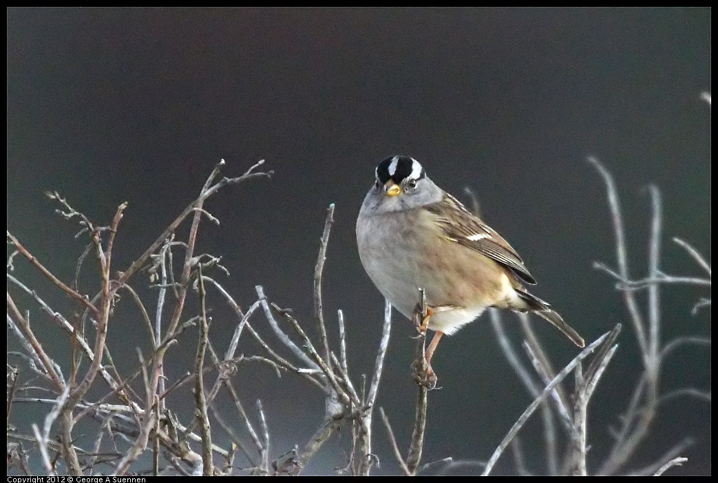 1110-170543-01.jpg - White-crowned Sparrow