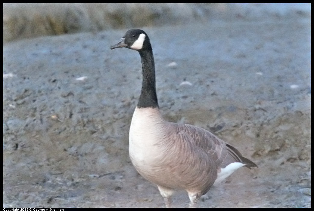 1110-172014-01.jpg - Canada Goose