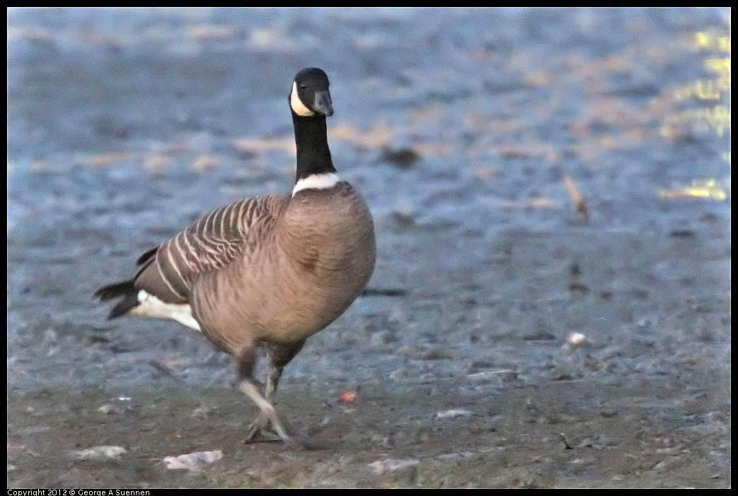 1110-172129-03.jpg - Cackling Goose