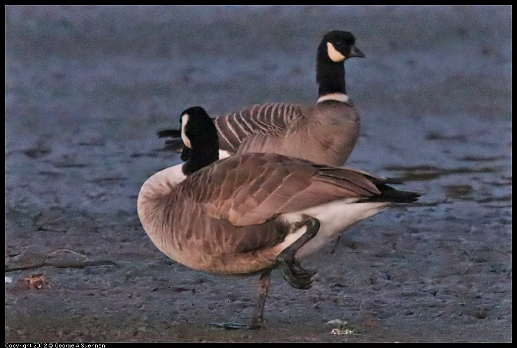 1110-172200-02.jpg - Canada  and Cackling Goose