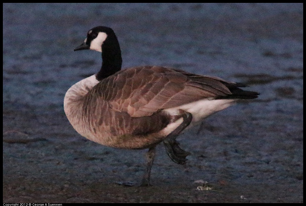 1110-172207-01.jpg - Canada Goose