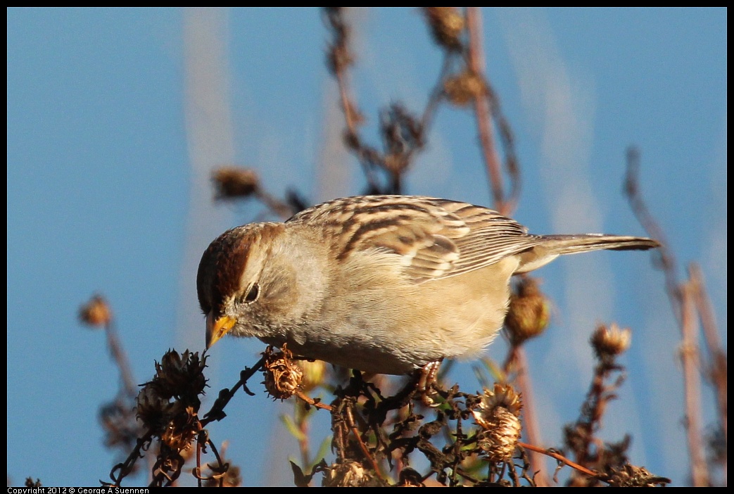 1111-094921-01.jpg - White-crowned Sparrow
