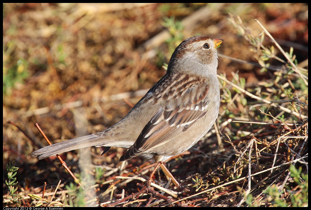 1111-095056-02.jpg - White-crowned Sparrow