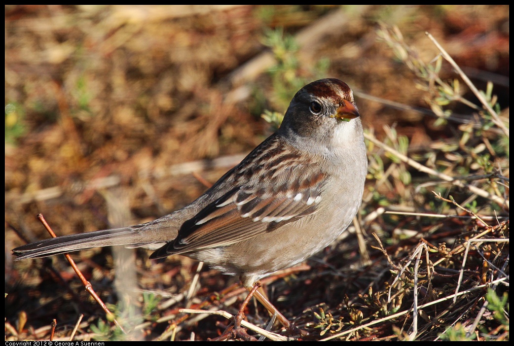 1111-095058-01.jpg - White-crowned Sparrow