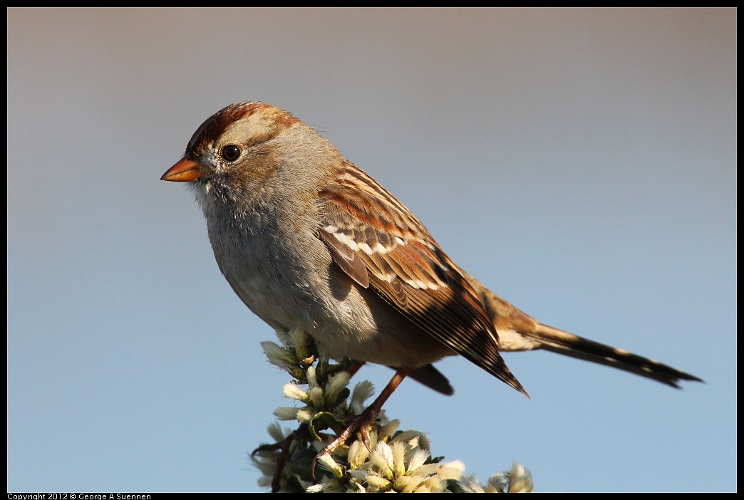 1111-095155-01.jpg - White-crowned Sparrow