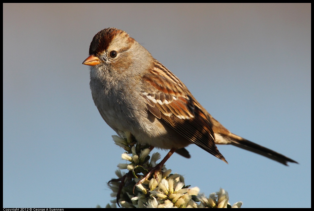 1111-095202-01.jpg - White-crowned Sparrow
