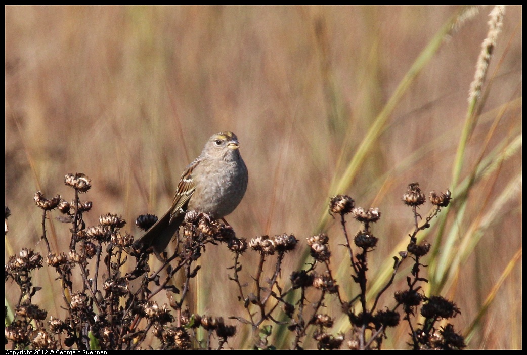 1111-095238-05.jpg - Golden-crowned Sparrow