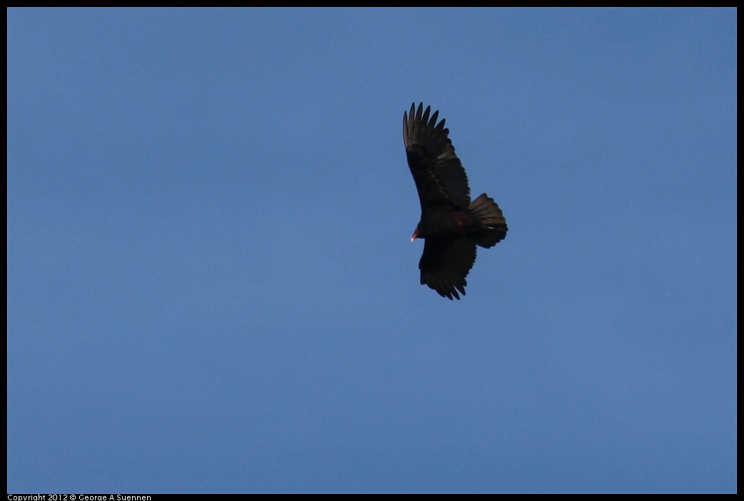 1111-100152-04.jpg - Turkey Vulture