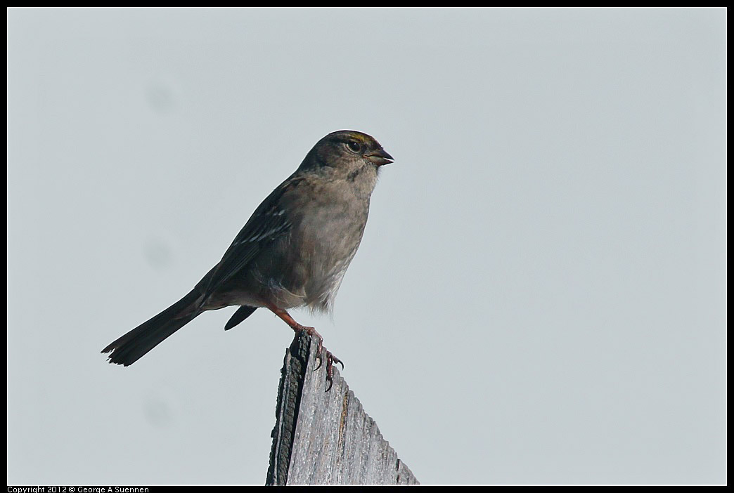 1111-113142-01.jpg - Golden-crowned Sparrow