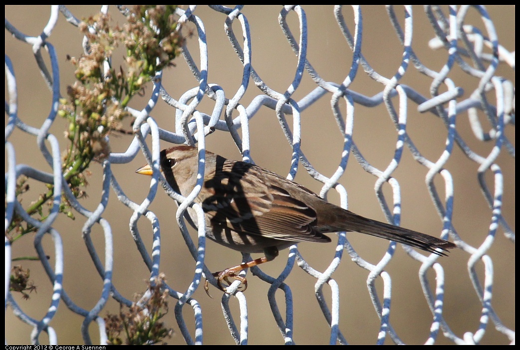 1111-113417-02.jpg - White-crowned Sparrow