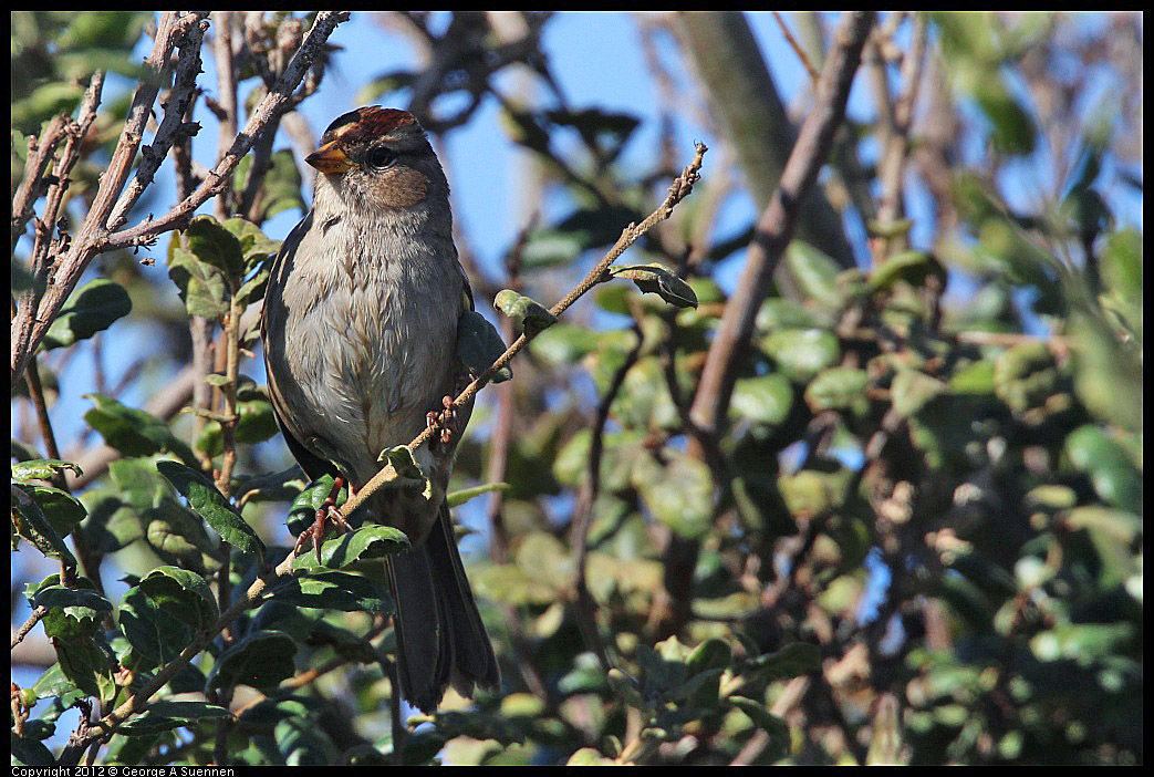 1111-113433-01.jpg - White-crowned Sparrow