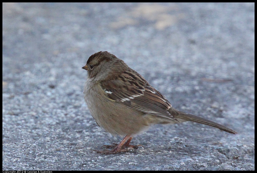 1111-113525-03.jpg - White-crowned Sparrow