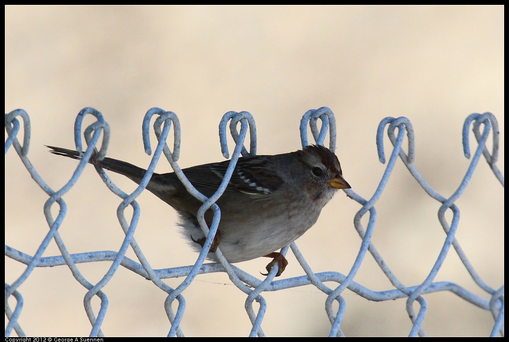 1111-113810-01.jpg - White-crowned Sparrow