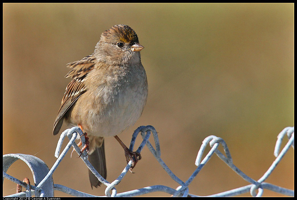 1111-114648-02.jpg - Golden-crowned Sparrow