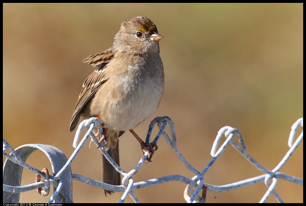 1111-114650-01.jpg - Golden-crowned Sparrow
