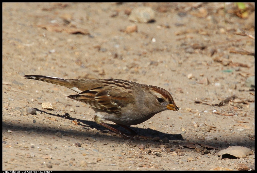 1111-114748-01.jpg - White-crowned Sparrow