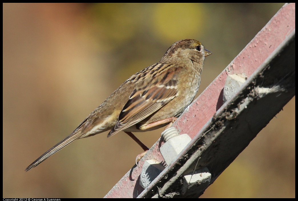 1111-114914-01.jpg - Golden-crowned Sparrow