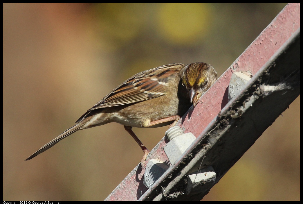 1111-114914-05.jpg - Golden-crowned Sparrow