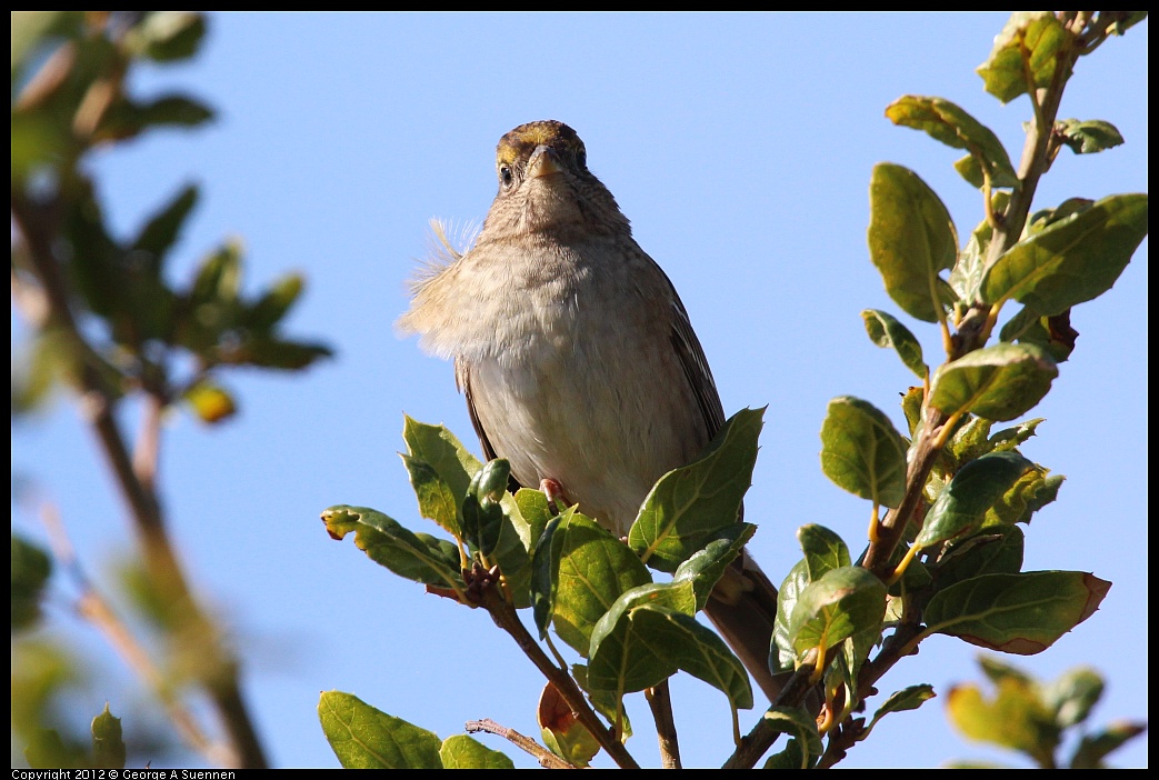 1111-115056-01.jpg - Golden-crowned Sparrow