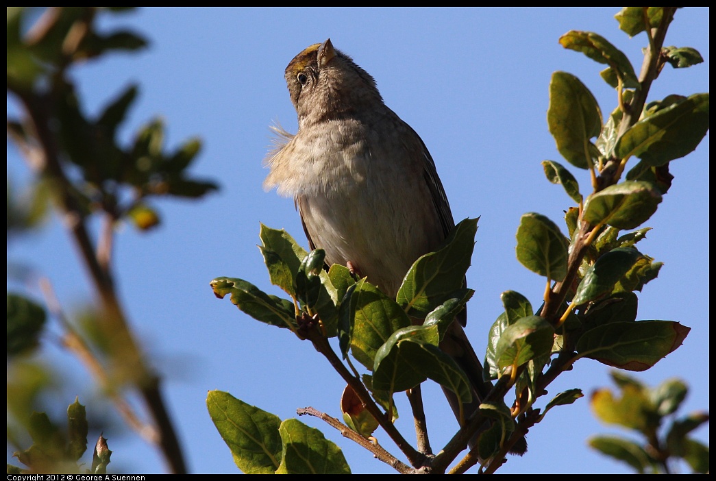 1111-115056-04.jpg - Golden-crowned Sparrow
