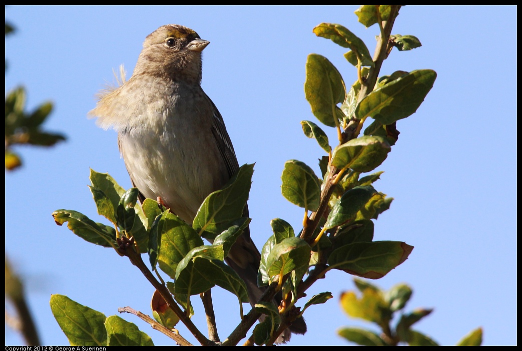 1111-115059-04.jpg - Golden-crowned Sparrow