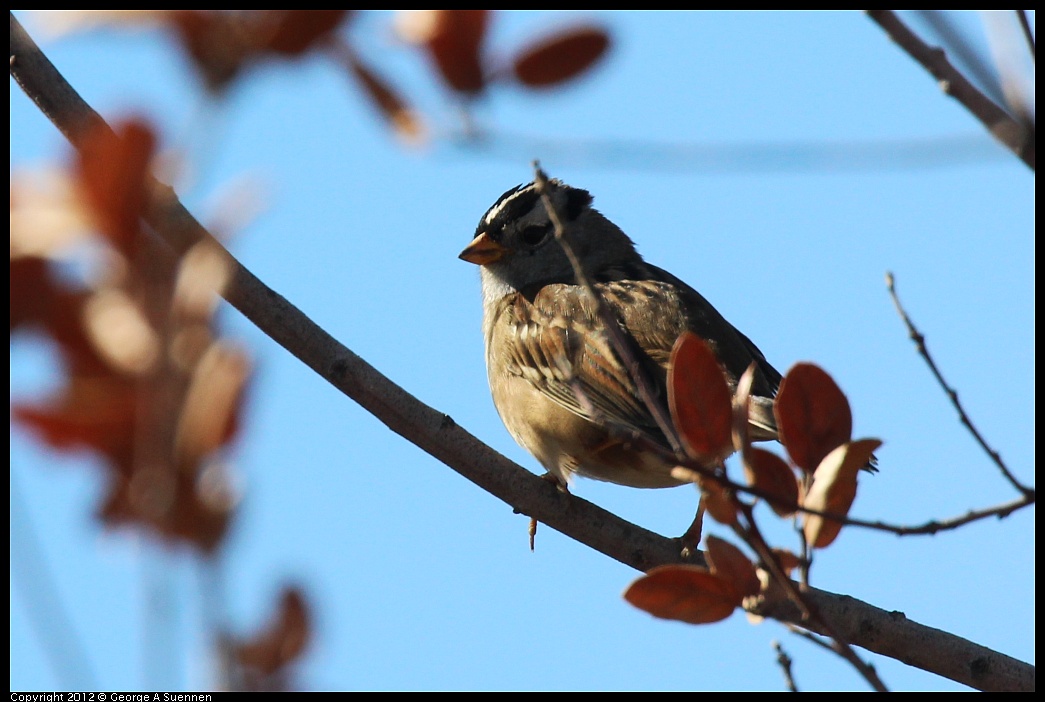1111-115252-03.jpg - White-crowned Sparrow
