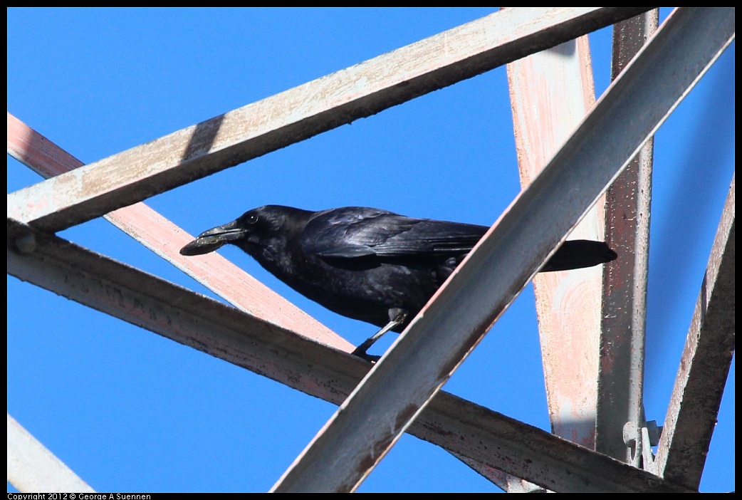 1111-120024-01.jpg - American Crow 