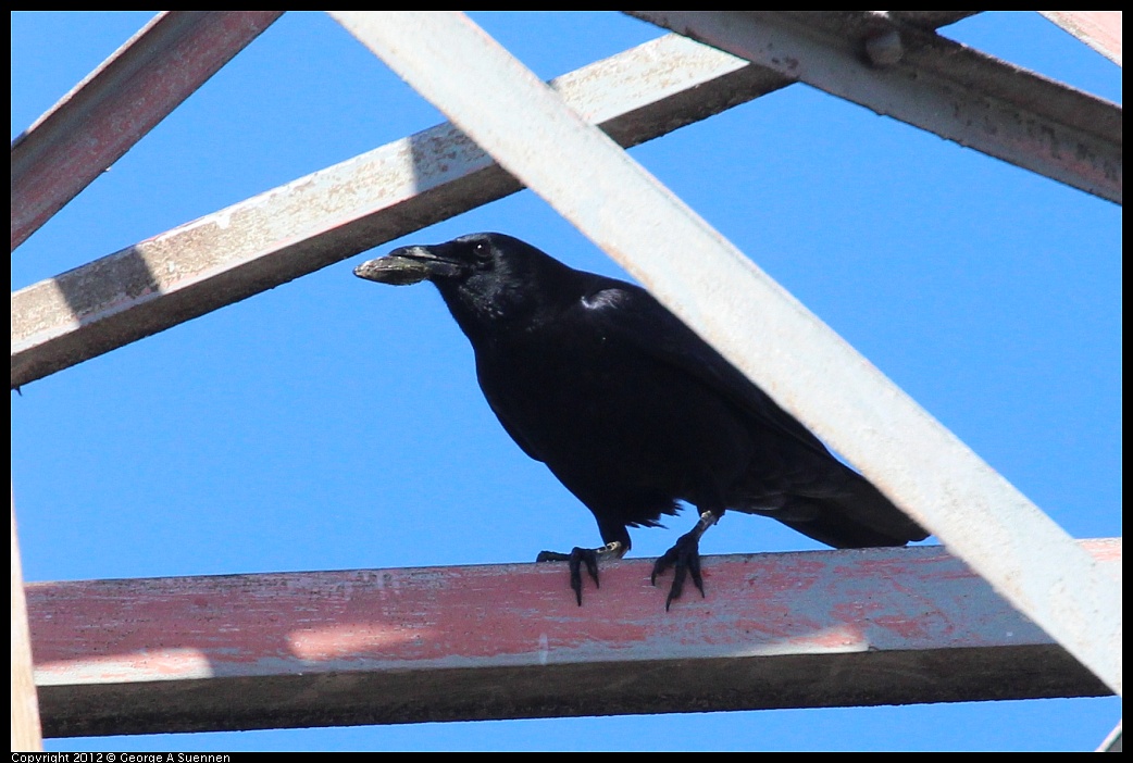 1111-120033-02.jpg - American Crow 