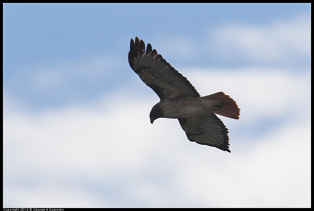 1114-092104-04.jpg - Red-tailed Hawk
