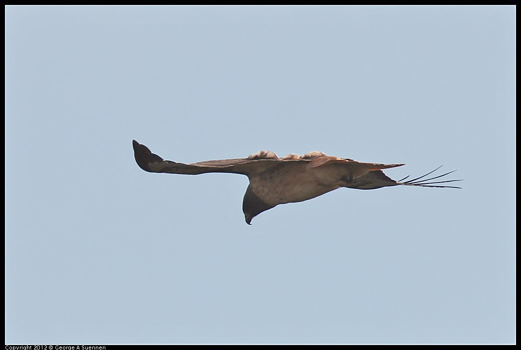 1114-092125-01.jpg - Red-tailed Hawk