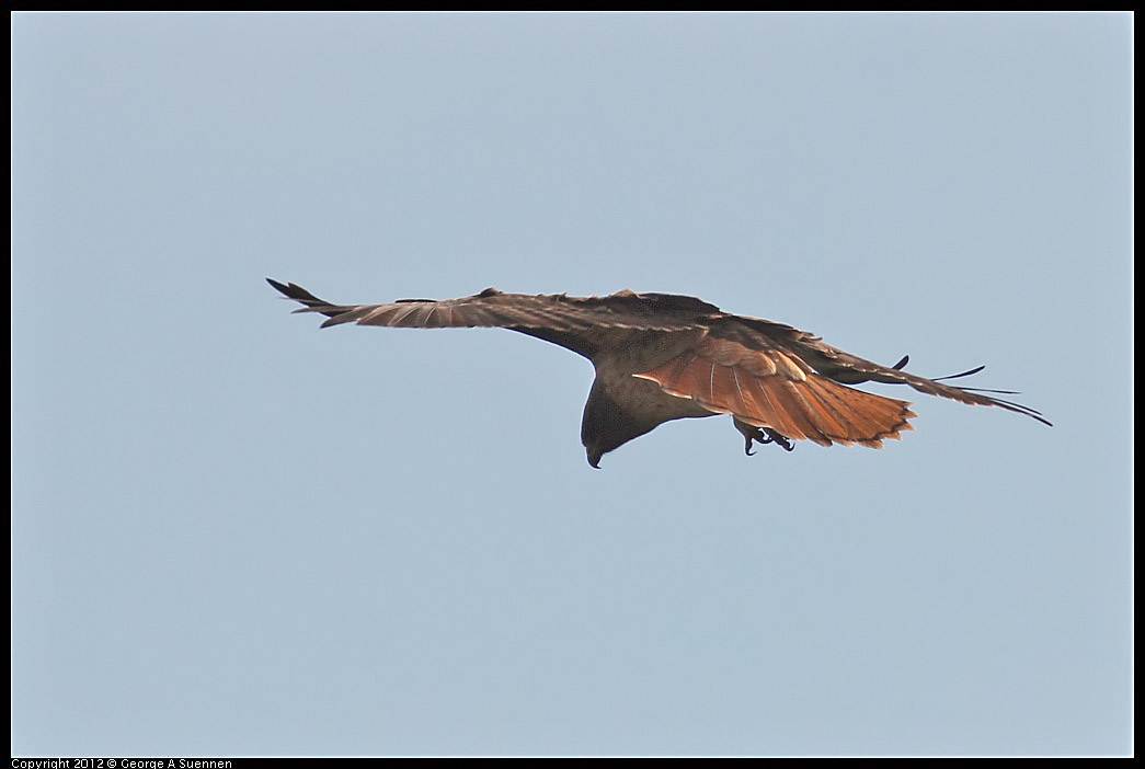 1114-092131-03.jpg - Red-tailed Hawk