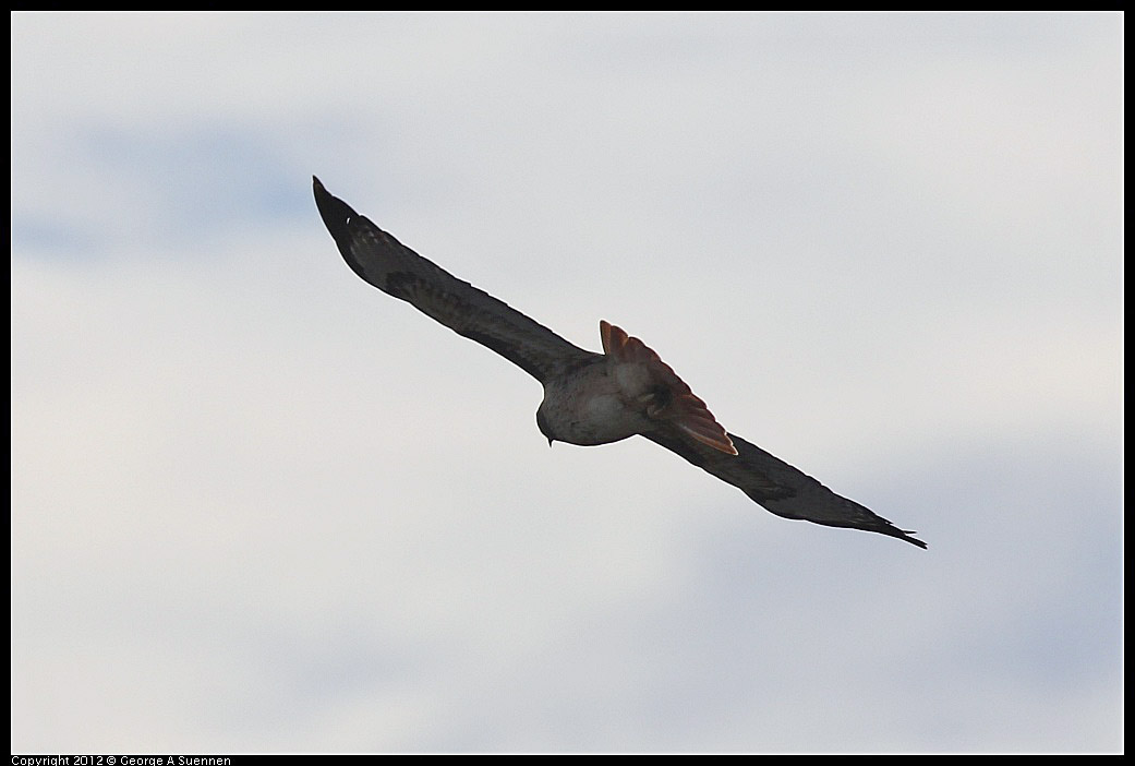 1114-092147-02.jpg - Red-tailed Hawk