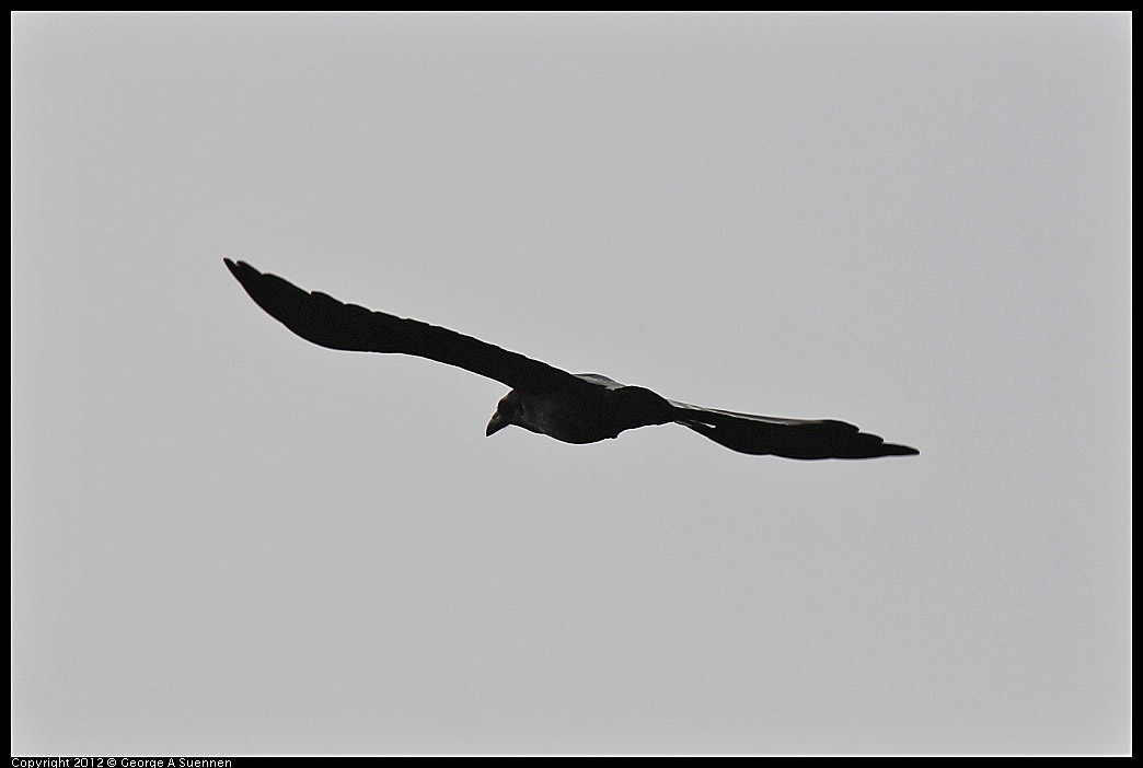 1114-100456-03.jpg - Common Raven