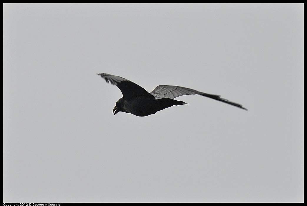 1114-100456-04.jpg - Common Raven