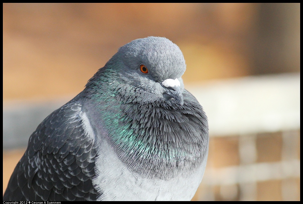 1121-142857-01.jpg - Rock Pigeon