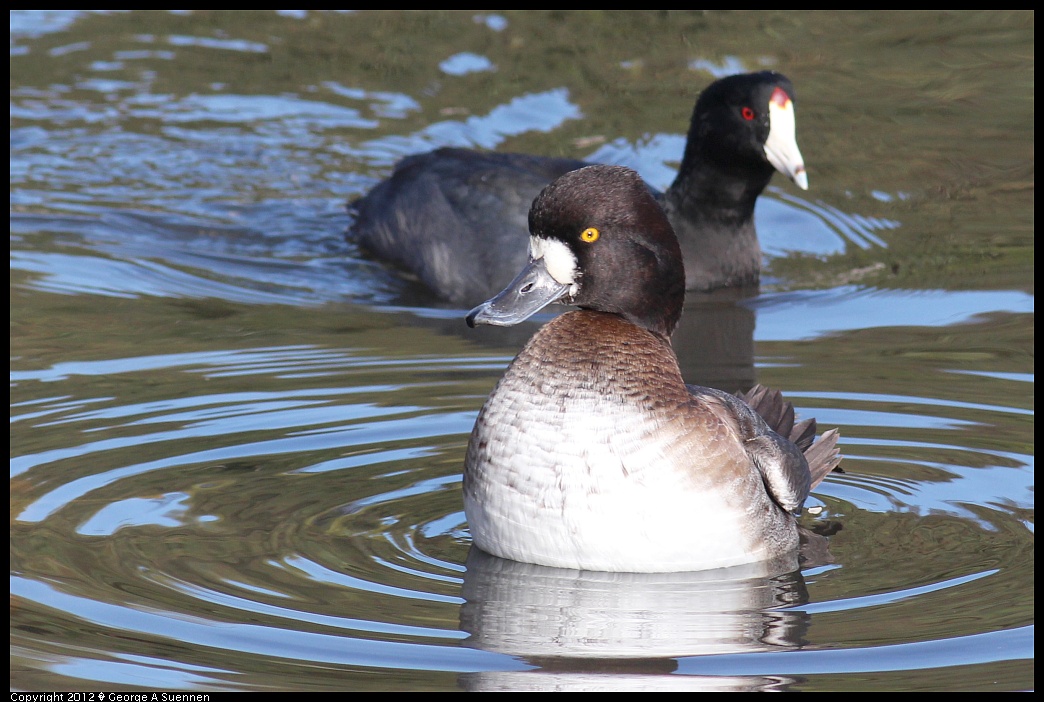 1121-143056-03.jpg - Lesser Scaup and Coot