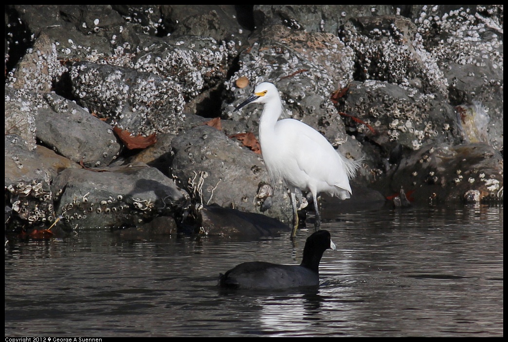 1121-143334-02.jpg - American Coot and Snowy Egret