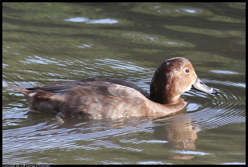 1121-144359-01.jpg - Ring-necked Duck