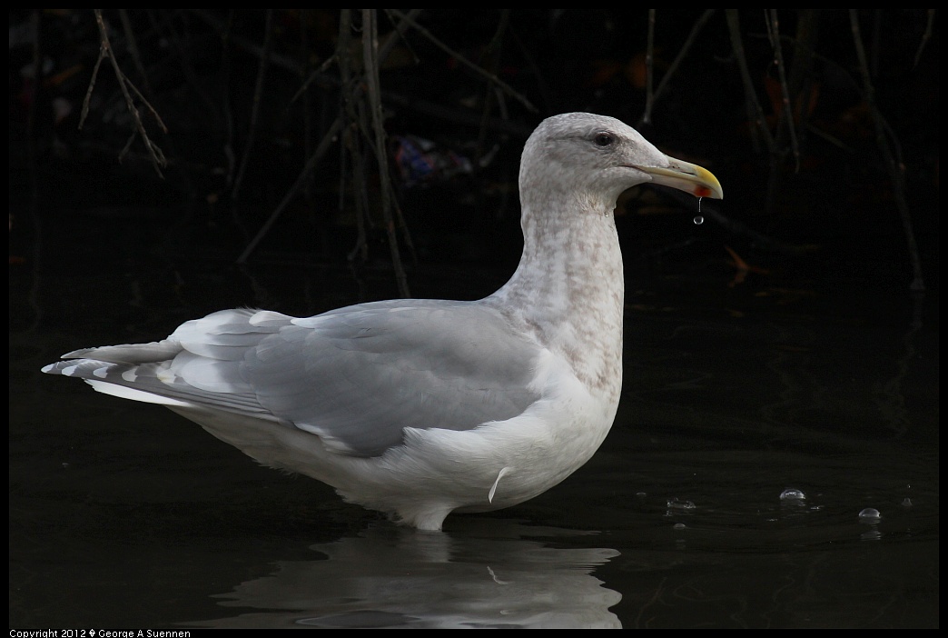 1121-144437-03.jpg - Glaucous-winged Gull (?)