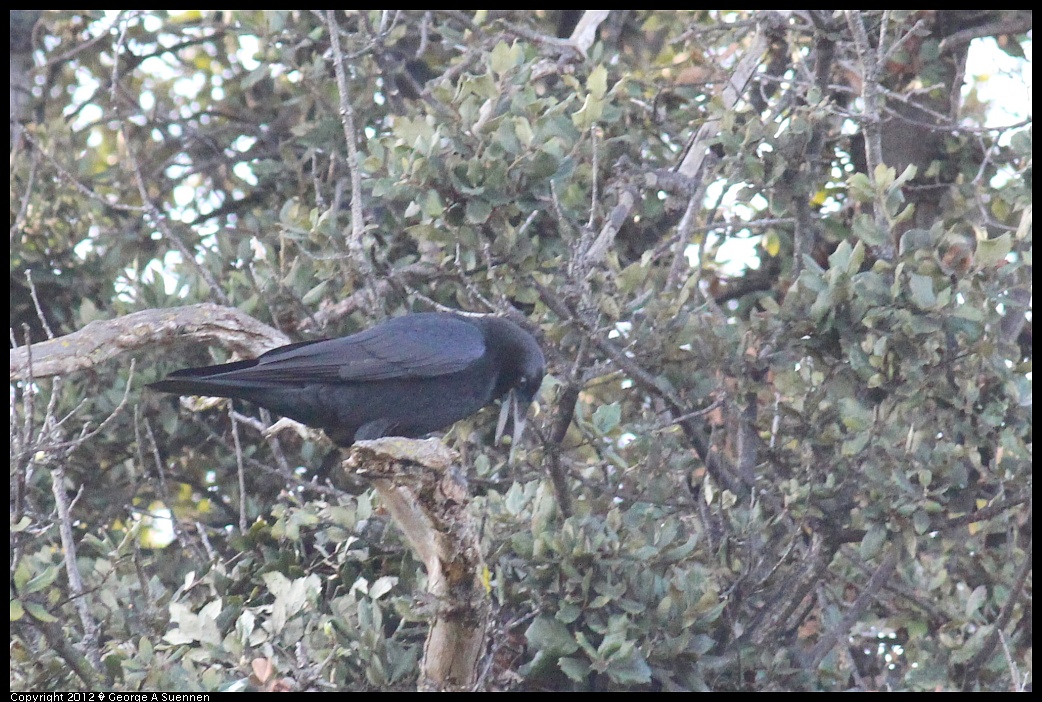 1121-150932-02.jpg - American Crow
