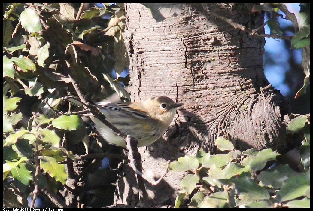 1121-152026-02.jpg - Yellow-rumped Warbler