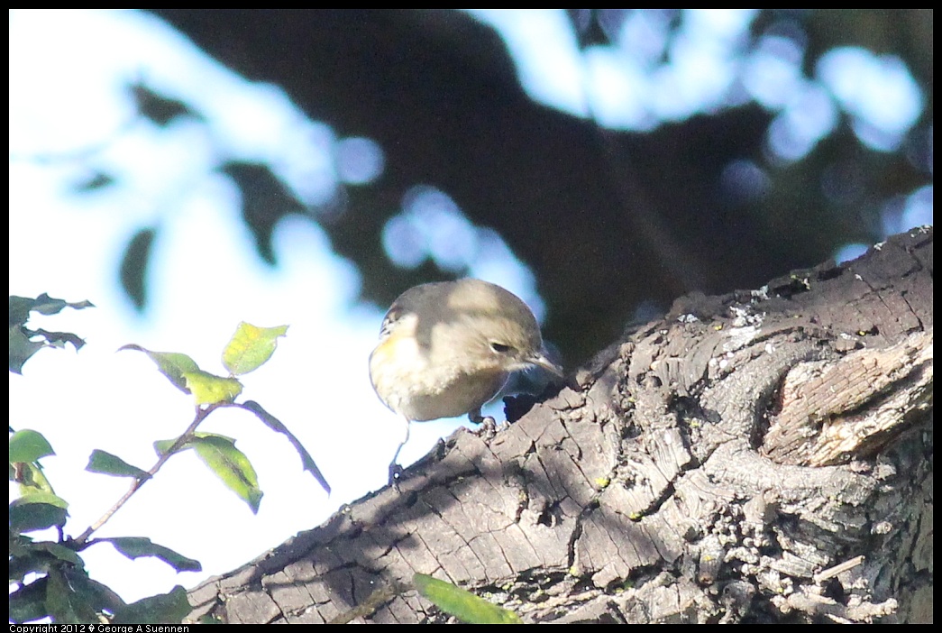 1121-152100-02.jpg - Yellow-rumped Warbler