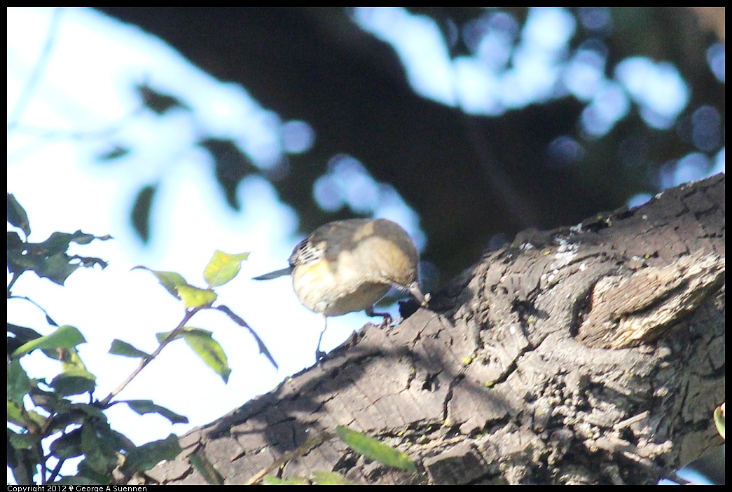 1121-152101-01.jpg - Yellow-rumped Warbler