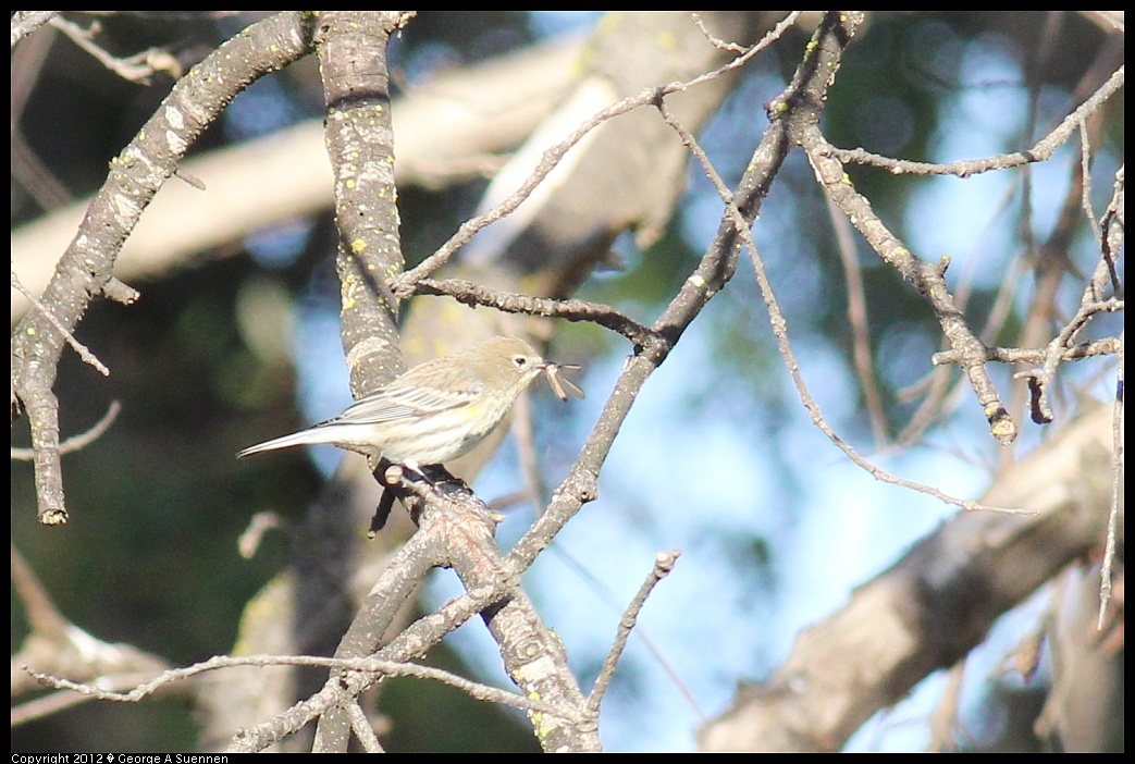 1121-152453-01.jpg - Yellow-rumped Warbler