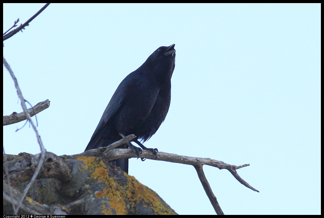 1121-155155-01.jpg - American Crow