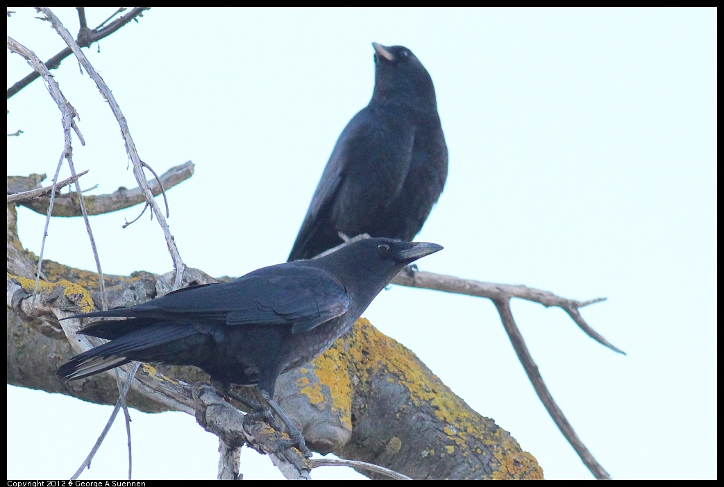 1121-155157-02.jpg - American Crow