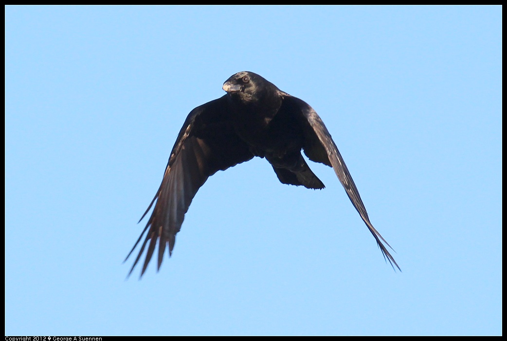 1121-155215-02.jpg - American Crow