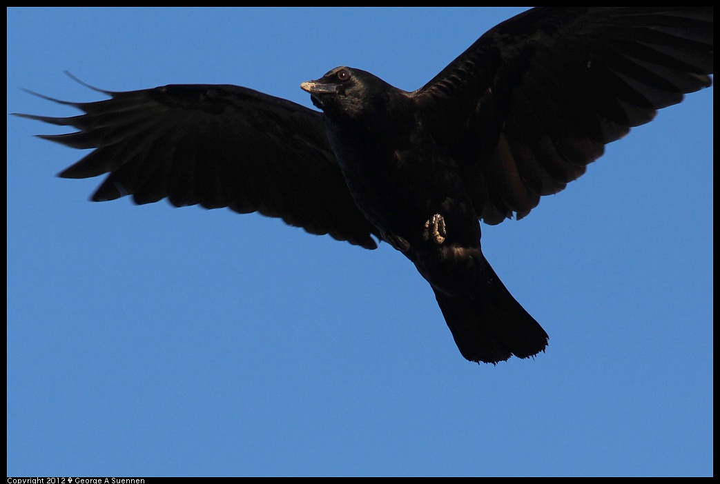 1121-155218-01.jpg - American Crow