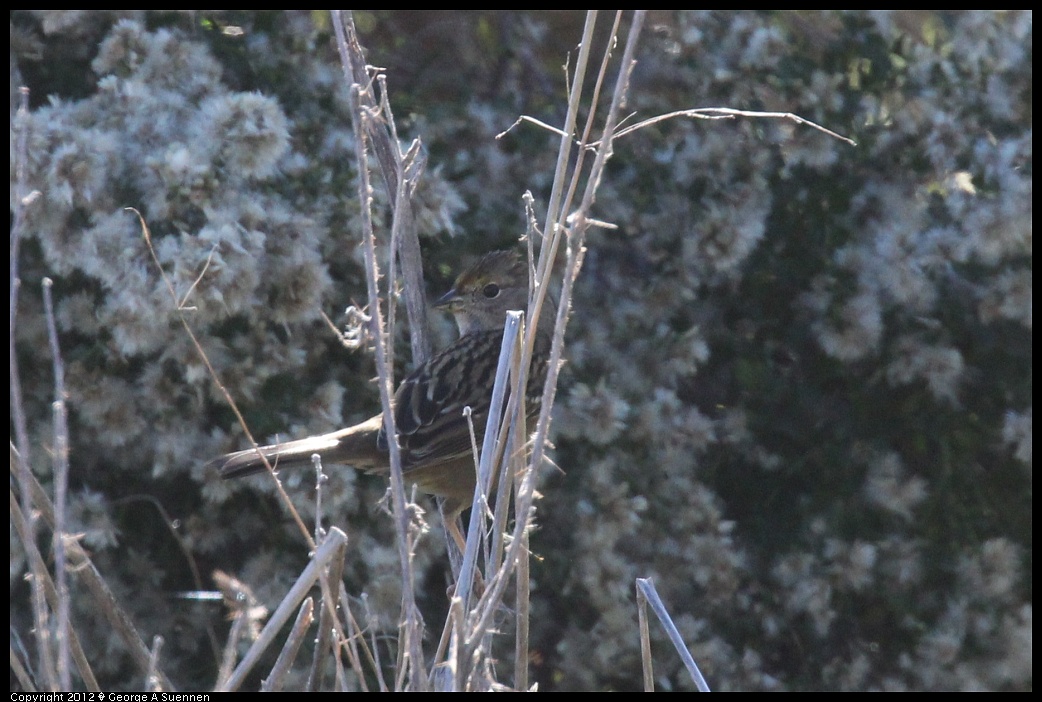 1124-132127-01.jpg - Golden-crowned Sparrow